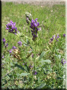 Medicago sativa subsp. sativa