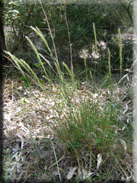 Melica ciliata subsp. magnolii