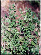 Melissa officinalis subsp. altissima