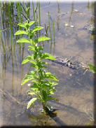 Mentha pulegium