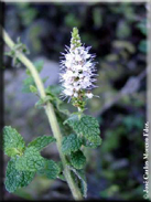 Mentha suaveolens