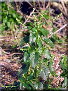 Mercurialis annua subsp. ambigua