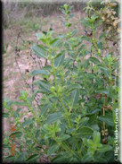 Mercurialis elliptica