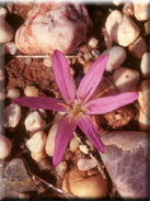 Merendera filifolia