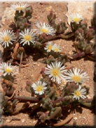 Mesembryanthemum nodiflorum