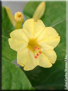 Mirabilis jalapa