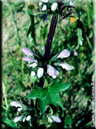 Molucella spinosa