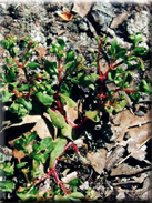 Montia fontana subsp. amporitana