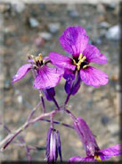 Moricandia moricandioides subsp. baetica