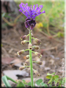 Muscari comosum