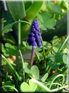 Muscari neglectum