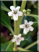 Myoporum laetum