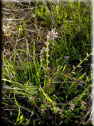 Myosotis discolor subsp. dubia