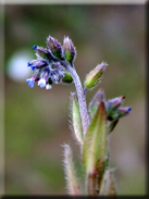 Myosotis ramosissima subsp. ramosissima