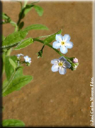 Myosotis welwitschii