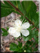 Myrtus communis