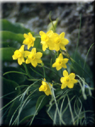 Narcissus assoanus subsp. praelongus
