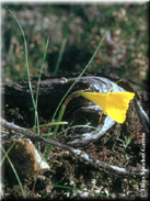 Narcissus bulbocodium subsp. bulbocodium