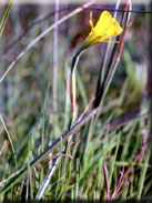 Narcissus bulbocodium subsp. obesus