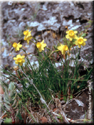 Narcissus cuatrecasasii