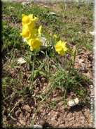 Narcissus fernandesii