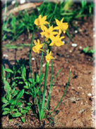 Narcissus gaditanus