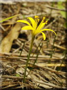 Narcissus humilis