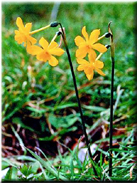 Narcissus jonquilla