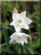 Narcissus papyraceus