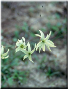 Narcissus serotinus x Narcissus viridiflorus