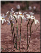 Narcissus serotinus