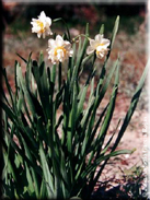 Narcissus tazetta subsp. tazetta