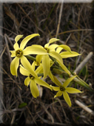 Narcissus humilis x Narcissus viridiflorus