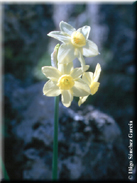 Narcissus x libarensis