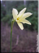 Narcissus x perezlarae