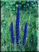 Nepeta tuberosa subsp. tuberosa