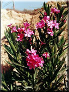 Nerium oleander