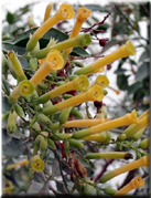 Nicotiana glauca