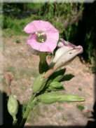 Nicotiana tabacum