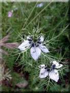 Nigella damascena