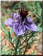 Nigella papilosa