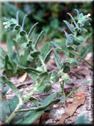 Nonea echioides