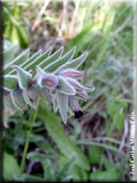 Nonea vesicaria