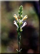 Nothobartsia aspera