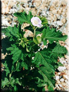 Nicandra physaloides