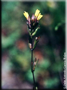 Odontitella virgata