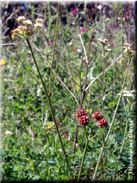 Oenanthe globulosa