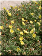 Oenothera drummondii subsp. drummondii