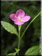 Oenothera rosea