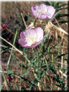 Oenothera speciosa